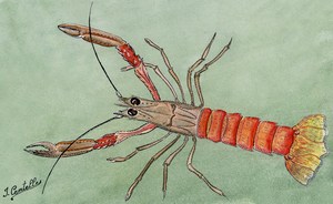 dessin de Langoustine